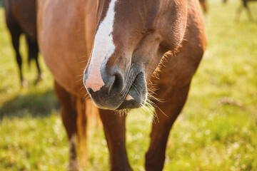 Close-up portrait of a horse against nature background. Horse breeding, animal husbandry