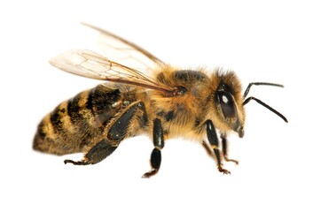 bee or honeybee in Latin Apis Mellifera