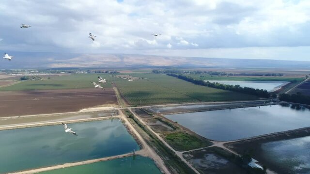Pelicans flying near the drone, over pools and fields in the Hulla valley, Israel
