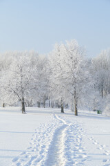 Obraz premium Trees in the park covered with white snow. Winter mood.