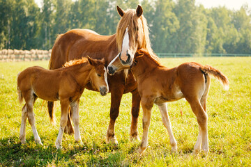 Naklejka na ściany i meble A horse with two foals is eating grass in the pasture. Portrait of horses on the background of nature. Horse breeding, animal husbandry