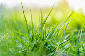 Obraz premium green grass background,blurry background