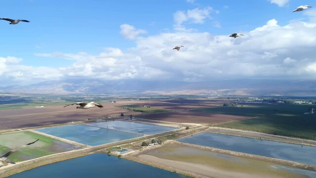 Pelicans flying near the drone, over pools and fields in the Hulla valley, Israel