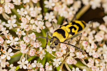 Chlorophorus varius, the grape wood borer, is a species of beetle in the family Cerambycidae. Chlorophorus varius on the blooming plant.