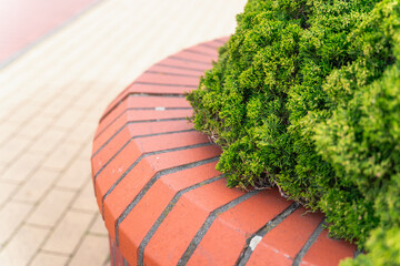 Part of an urban flower bed with greenery