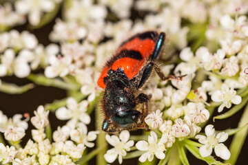 Macro of red and black beetle (Trichodes apiarius) on white flower seen of profile. Bright Bee beetle (Trichodes apiarius). agricultural field, angelica, animal body part, animal eye, animal wildlife,