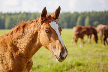 A beautiful red or brown horse with a long mane in the pasture at a horse farm. Close-up portrait of a horse against nature background. Horse breeding, animal husbandry