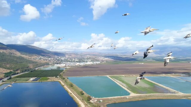 Pelicans flying near the drone, over pools and fields in the Hulla valley, Israel