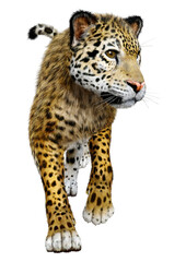 3D Rendering Big Cat Jaguar on White