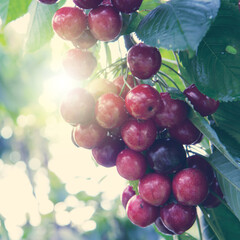 Red big Cherries hanging on a cherry tree branch.
