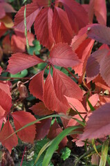 Virginia creeper red leaves grows in autumn