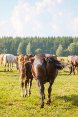 Naklejka na ściany i meble Beautiful horses of different colors graze in the pasture at the horse farm. Rear view of the horses on the background of beautiful nature and spruce forest. Horse breeding, animal husbandry