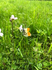 A cute little butterfly with orange wings on a pink flower.