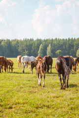Beautiful horses of different colors graze in the pasture at the horse farm. Rear view of the horses on the background of beautiful nature and spruce forest. Horse breeding, animal husbandry