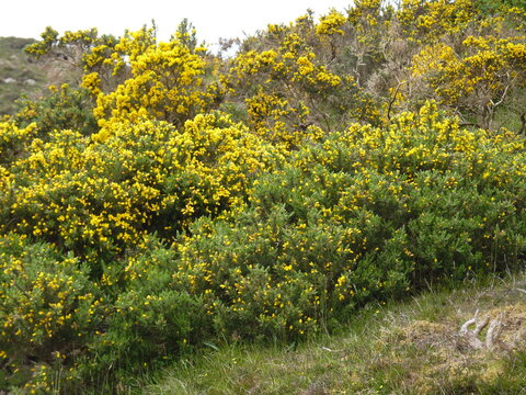 Gelbe Bl&uuml;ten in der schottischen Heide im Fr&uuml;hling. Heidekraut gelber am gelbsten und &uuml;beraus gelb und gr&uuml;n. Schottland wundersch&ouml;ne Natur.
