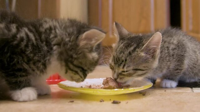 Two kittens eat mousse wet cat food from a dish on kitchen floor. Four weeks old cats chare a meal.