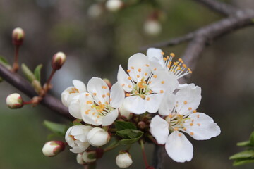 apple tree blossom