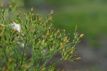 鹿野山の植物