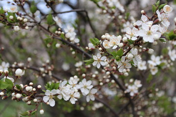apple tree blossom