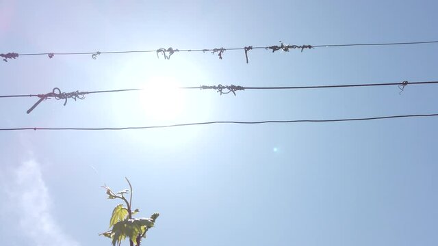 vineyard rows. grape trees in spring. low angle view, sun rays