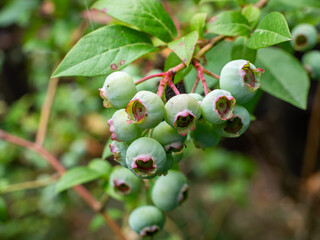 Blueberry bush with fruits in summer