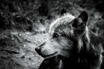 Magnifique loup du canada à la fourrure grise et brune