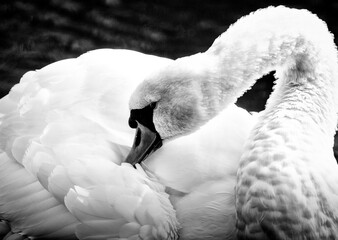 Schwan in Schwarzweiß