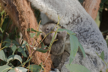 Koala baby is trying to eat eucalyptus leaf.