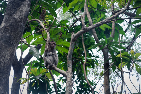 Monkey On Branch