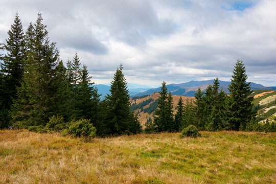 spruce forest on the hillside meadow. colorful grass in autumn. hills rolling in to the distance. cloudy day