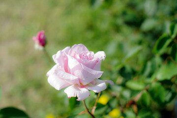 ピンクのバラ