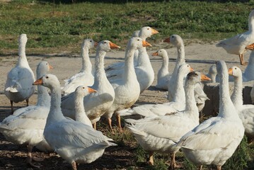 a flock of many white geese are standing on gray ground and in green grass outside on a farm