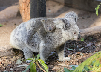 Koala baby on mother's back and looking at the camera.