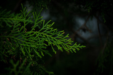 Bright green branch of oriental thuja on dark natural background. Evergreen leaves of Platycladus close up