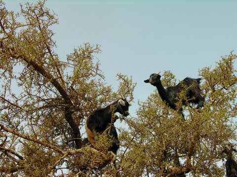 Ch&egrave;vres perch&eacute;es dans un arganier au Maroc