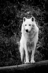 Portrait d'un magnifique loup arctique ou loup blanc