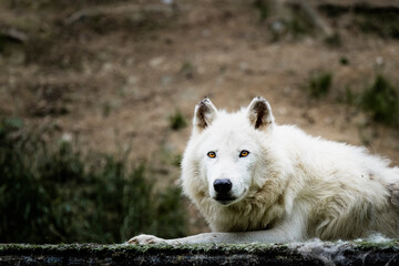 Portrait d'un magnifique loup arctique ou loup blanc