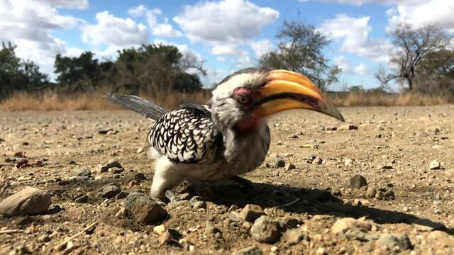 Slow-motion of a Southern Yellow-billed Hornbill searching for food and swallowing it.