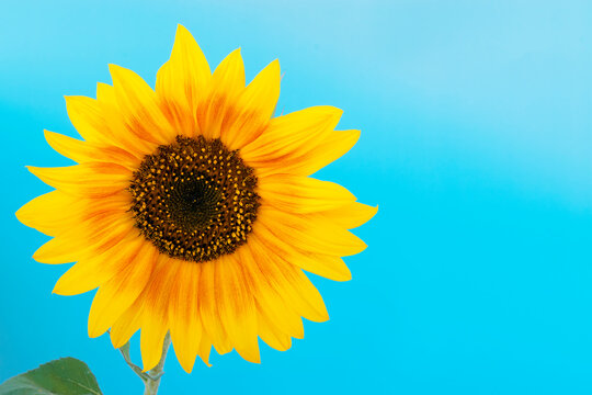 Bright sunflower on a blue background. Front view. Flower.