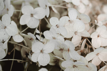 White inflorescence of hydrangea nature background close up. Flowering hydrangea, pastel color. Flower texture.Romantic floral background