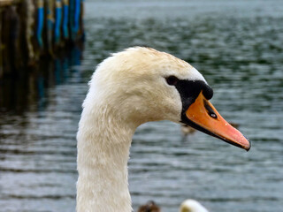 Leicht dreckiger weißer Schwan. Nahaufnahme des Kopfes im Profil. Schwan Vogel mit orangenem Schnabel und schwarzer Augenmaske vor Wasser mit Steg.