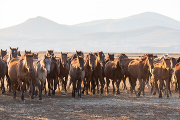 Horses, Kayseri, Turkey