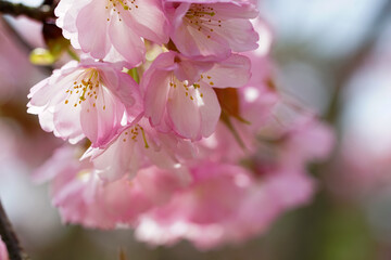 仁和寺の大沢桜