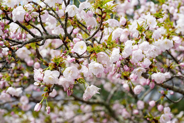 仁和寺の有明桜