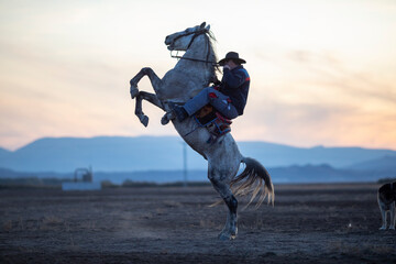 Cowboy on rearing horse, wild horses . Horses - Yilki Atlari live in Cappadocia and Kayseri, in Central Anatolian region of Turkey.