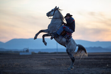 Cowboy on rearing horse, wild horses . Horses - Yilki Atlari live in Cappadocia and Kayseri, in Central Anatolian region of Turkey.