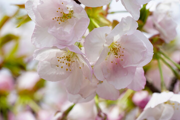 仁和寺の有明桜