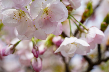 Fototapeta na wymiar 仁和寺の有明桜