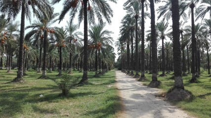 palm trees in the park
Palm Forest in Punjab Pakistan Jhang Sadr 