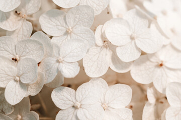 White inflorescence of hydrangea nature background close up. Flowering hydrangea, pastel color. Flower texture.Romantic floral background